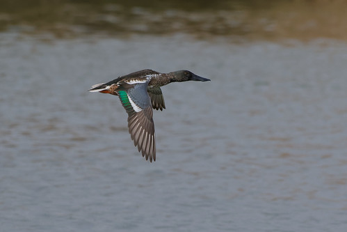 Canard souchet.jpg